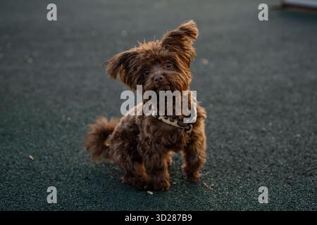 Chien brun chiot Yorkipoo Maltipoo dehors, gros plan Banque D'Images