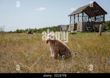 Adorable chien brun aux cheveux bouclés de la race Labradoodle ou Kawapu se promène sur une colline couverte de fleurs d'un Mordovien, un paysage d'été Banque D'Images
