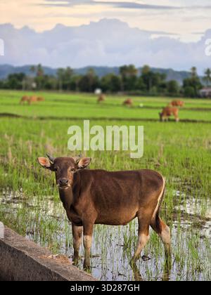 Une seule vache brune avec une construction solide et solide se tient en évidence au premier plan. Il a des cornes courtes et des pattes inférieures blanches ou de couleur claire. Banque D'Images