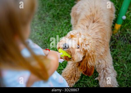 Chien doré brun bouclé de race Cavapoo joue avec un jouet, le tient avec ses dents et ne le donne pas en été. Banque D'Images