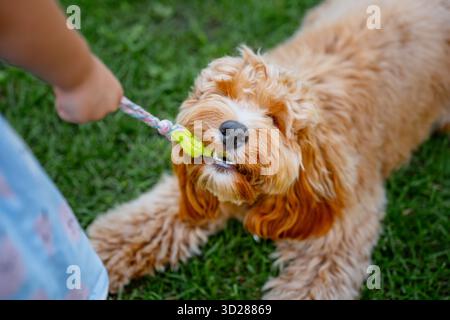 Chien doré brun bouclé de race Cavapoo joue avec un jouet, le tient avec ses dents et ne le donne pas en été. Banque D'Images