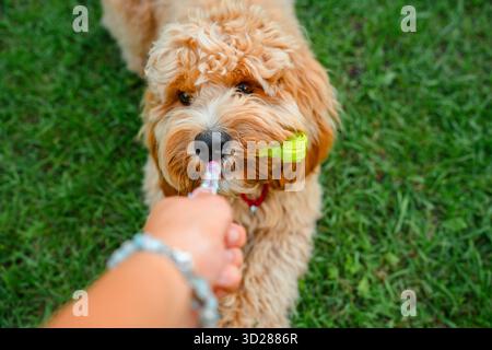 Chien doré brun bouclé de race Cavapoo joue avec un jouet, le tient avec ses dents et ne le donne pas en été. Banque D'Images