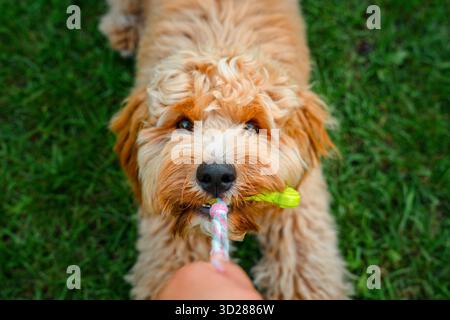Chien doré brun bouclé de race Cavapoo joue avec un jouet, le tient avec ses dents et ne le donne pas en été. Banque D'Images