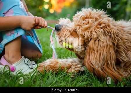 Chien doré brun bouclé de race Cavapoo joue avec un jouet, le tient avec ses dents et ne le donne pas en été. Samara, Russie - 6 août 20 Banque D'Images