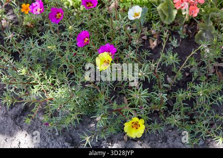 Fleurs Portulaca grandiflora dans le parc de la ville. Belle plante succulente en floraison estivale. Nom de famille Portulacaceae, nom scientifique Portulaca. Séléc Banque D'Images