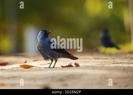 Jackdaw occidentale (Coloeus monedula) dans le parc Banque D'Images