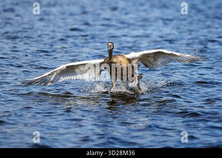 Le cygne muet (Cygnus olor) atterrit dans l'eau sur la rivière Banque D'Images
