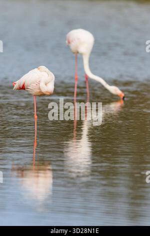 Les grands flamants roses (Phoenicopterus roseus) se nourrissant dans les eaux peu profondes d'un lagon de Camargue, France. Banque D'Images