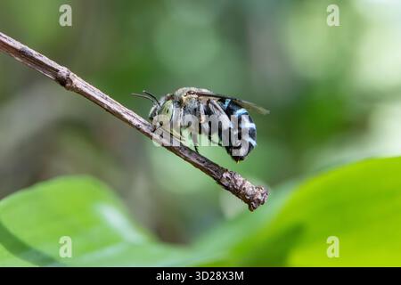 Gros plan abeille à bandes bleues sur des feuilles vertes dans la forêt pendant la saison des pluies. Fond vert de nature. Banque D'Images