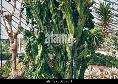 Grande espèce de cactus colonnaire poussant debout dans une section de serre d'un jardin botanique à Chiang mai. Banque D'Images