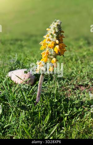 Gros plan de Phlomoides speciosa (pointe du désert, beau zopnichok) fleurissant avec des fleurs jaune vif dans l'herbe verte sous la lumière du soleil, symbolisant la somme Banque D'Images
