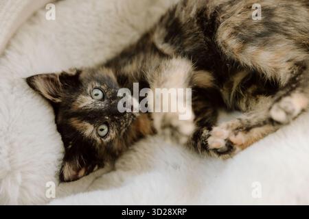 Écaille de tortue chaton mignon regardant vers le haut de fourrure être Banque D'Images