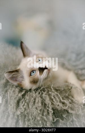 Adorable chaton de sauvetage reposant sur une couverture moelleuse Banque D'Images
