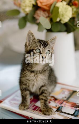 Chaton Tabby assis regardant curieux avec des fleurs Banque D'Images