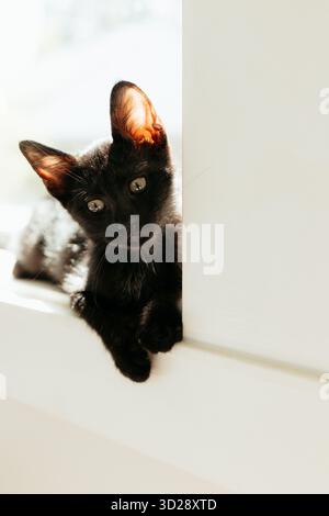 Chaton noir regardant curieusement du rebord de fenêtre blanc Banque D'Images