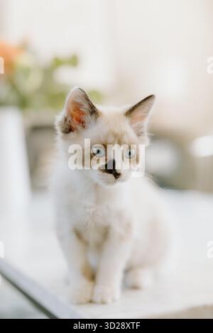 Favoriser le chaton avec des yeux bleus et des marques uniques Banque D'Images