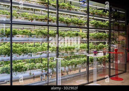 Ferme verticale avec des plantes vertes luxuriantes dans un espace urbain Banque D'Images