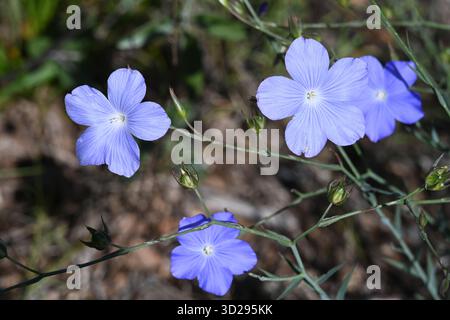 Lin bleu, lin pérenne ou peluche, Linum perenne Banque D'Images