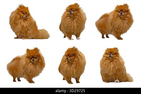 Six chiens Spitz poméraniens moelleux identiques de couleur gingembre représentés dans diverses poses assis et debout, isolés sur un fond blanc propre. Banque D'Images