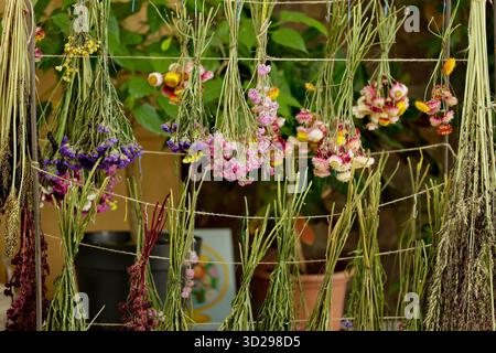 Bouquets de belles fleurs séchées suspendues à la corde. Banque D'Images