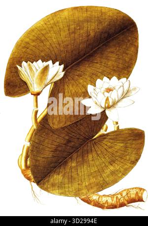Weiße Seerose, nénuphar blanc européen ou Lotus blanc, Nymphaea alba, Nymphaeaceae , illustration von Giovanni Antonio Bottione, aquarelle, 1770-178 Banque D'Images
