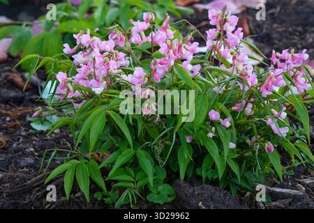 Lathyrus vernus, pois de printemps, vesce amère, courtes racèmes de fleurs rougeâtres-violettes, ombré bleu verdâtre avec l'âge Banque D'Images