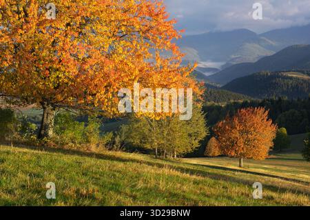 Vue de feuilles d'automne dorées flamboyantes sur les arbres parsemant des collines verdoyantes sur fond de montagnes bleues brumeuses, Strelniky, région de Banska Bystrica, Banque D'Images