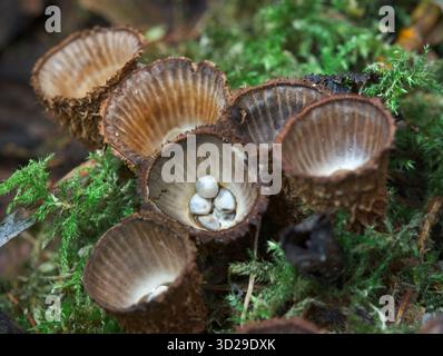 Champignons du nid d'oiseaux cannelés, Cyathus striatus, avec des œufs apparaissant dans ses coupes poussant sur Moss Covered Log, New Forest UK Banque D'Images
