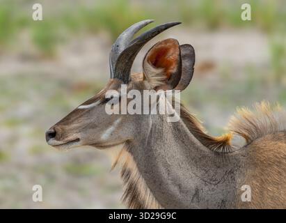 Kudu mâle jeune, Tragelaphus strepsiceros, Namibie Banque D'Images