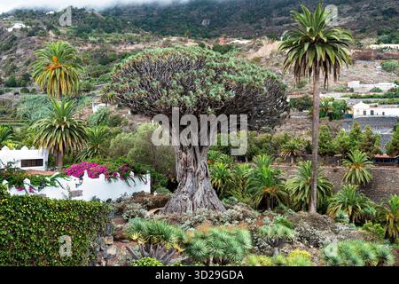 Icod de los Vinos, Tenerife, Espagne : le dragon Banque D'Images