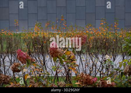 Hortensias d'automne dans l'aménagement paysager urbain Banque D'Images