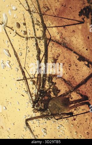 Vue macro détaillée de l'inclusion de fossiles d'araignées dans l'ambre Baltique, arachnides anciens de l'Éocène piégés dans la résine fossilisée naturelle Banque D'Images