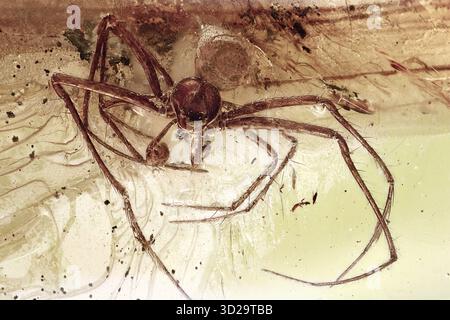 Vue macro détaillée de l'inclusion de fossiles d'araignées à pattes écartées dans l'ambre Baltique, arachnides anciens de l'Éocène piégés dans de la résine fossilisée naturelle Banque D'Images