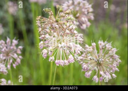 Gros plan des inflorescences sphériques à l'ail ornemental (Allium) dans les jardins de la Maladrerie Saint-Lazare à Beauvais. La délicate fleur violette Banque D'Images