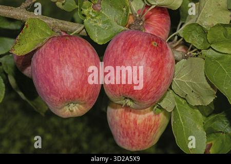 Branche de pomme avec des feuilles vertes et trois pommes rouges, Buchhofen, Bavière, Allemagne Banque D'Images