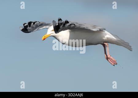portrait en gros plan d'une mouette volante sur fond bleu (larines) Banque D'Images