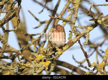 Moindre Redpoll, cabaret Acanthis, perché dans un arbre en hiver. Norfolk, Angleterre. Banque D'Images