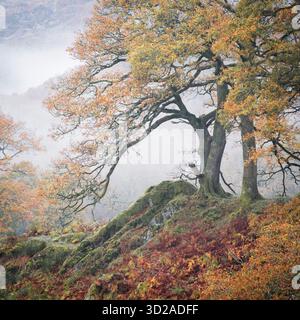'Cambre' automne dans le Lake District Banque D'Images