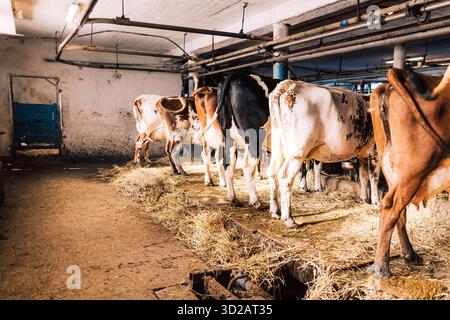 Différentes vaches debout côte à côte et pâturant dans une grange Banque D'Images