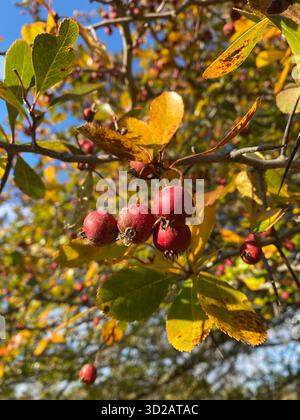 Baies rouges d'aubépine sur une branche avec des feuilles d'automne Banque D'Images