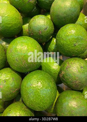 Gros plan d'un gros tas d'avocats frais et verts. Banque D'Images
