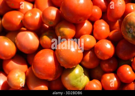 Gros plan de tomates mouillées avec des gouttelettes d'eau Banque D'Images