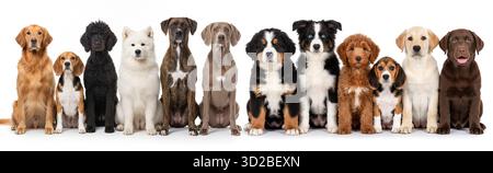 Groupe d'adorables chiens de différentes races assis ensemble Banque D'Images