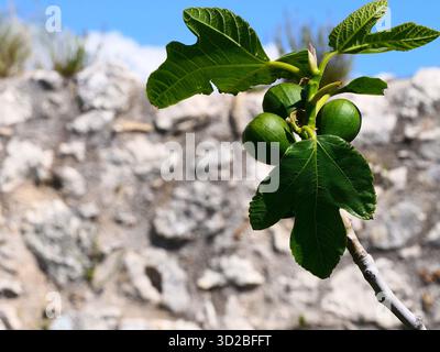 Une branche de figuier avec des figues vertes non mûres sur un fond flou. Copier l'espace. Banque D'Images
