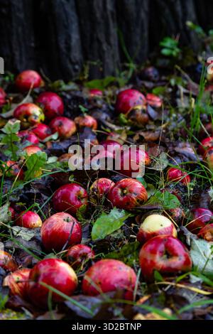 Arrière-plan. Les pommes mouillées et mûres reposent sur le sol sous la pluie Banque D'Images