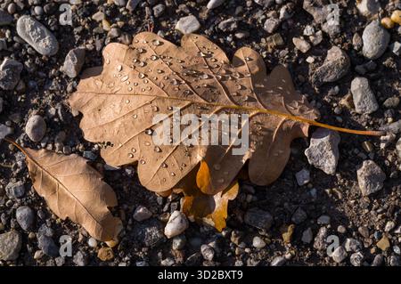 Arrivée de l'automne : feuilles de chêne tombées, ornées de rosée matinale, reposent sur un sentier rocheux. Les feuilles sont tombées parce que l'arbre se prépare à l'hiver. Banque D'Images