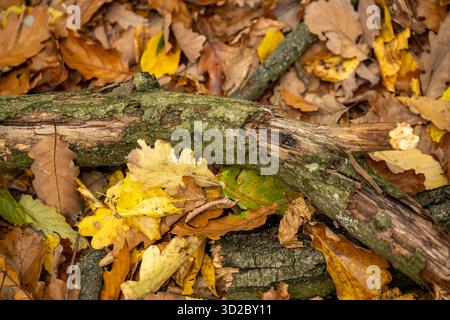 L'art de l'automne : les feuilles mortes dans des tons bruns et jaunes créent un tapis vibrant autour d'une bûche moussue, mettant en valeur la transformation saisonnière de la nature. Banque D'Images