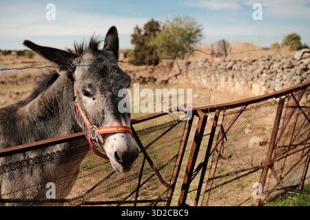 Gentle Donkey derrière la clôture rustique dans l'Espagne rurale Banque D'Images