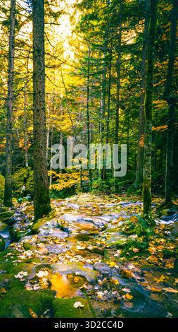 Ruisseau forestier d'automne coulant sous de grands arbres illuminés par la lumière dorée du soleil créant une atmosphère de paysage calme et naturel Banque D'Images