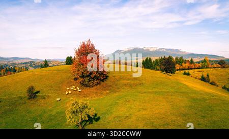 Troupeau de moutons pâturant sous l'arbre rouge d'automne sur une colline ensoleillée avec vue sur la montagne Banque D'Images